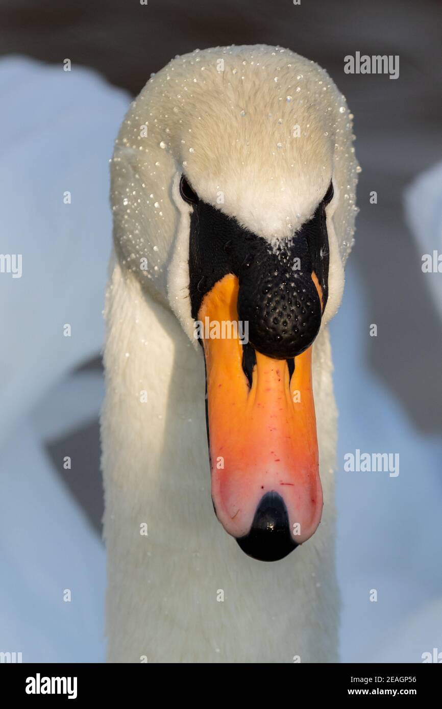 A mute swan head close up. The swan was in winter sunshine and droplets if water show on the