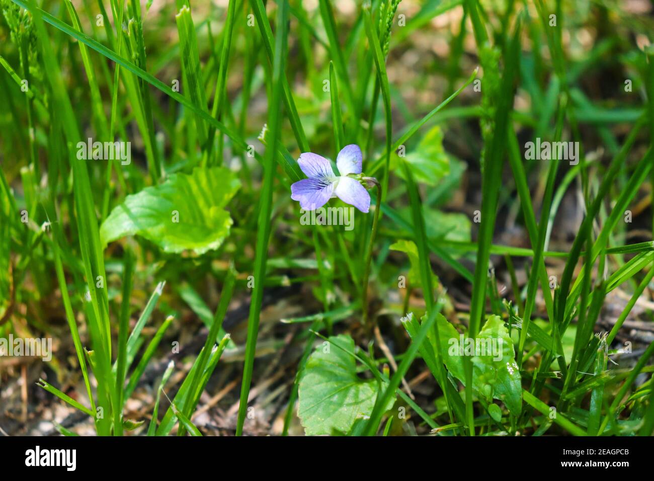 Purple flower in the green grass hi-res stock photography and images ...