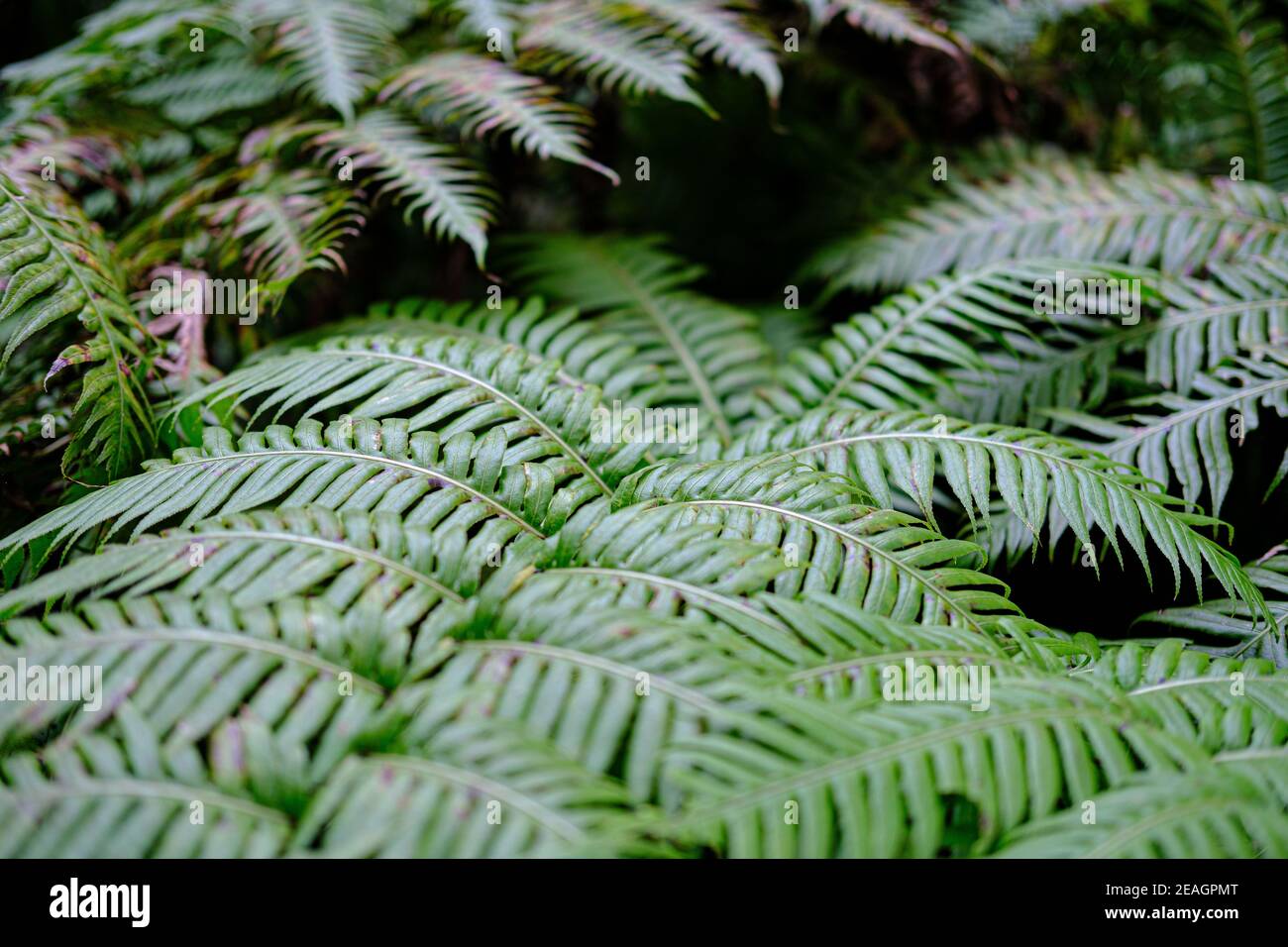 Wallpaper Ferns High Resolution Stock Photography and Images - Alamy