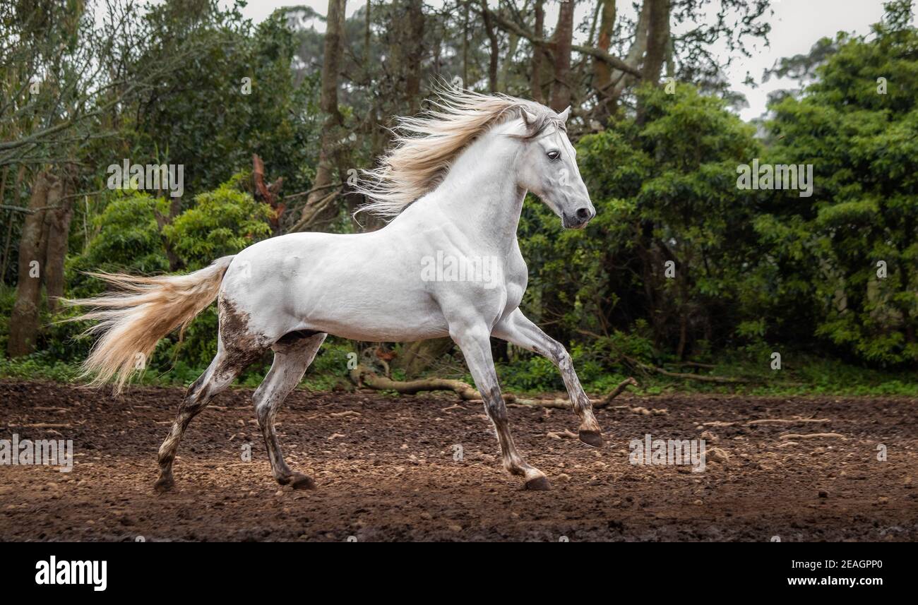 Lusitano horse, running free on paddock, galloping with mane in the wind. Stock Photo