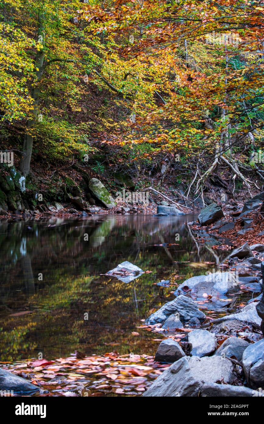 Fall foliage in Rock Creek Park, Washington, DC in Autumn. Stock Photo