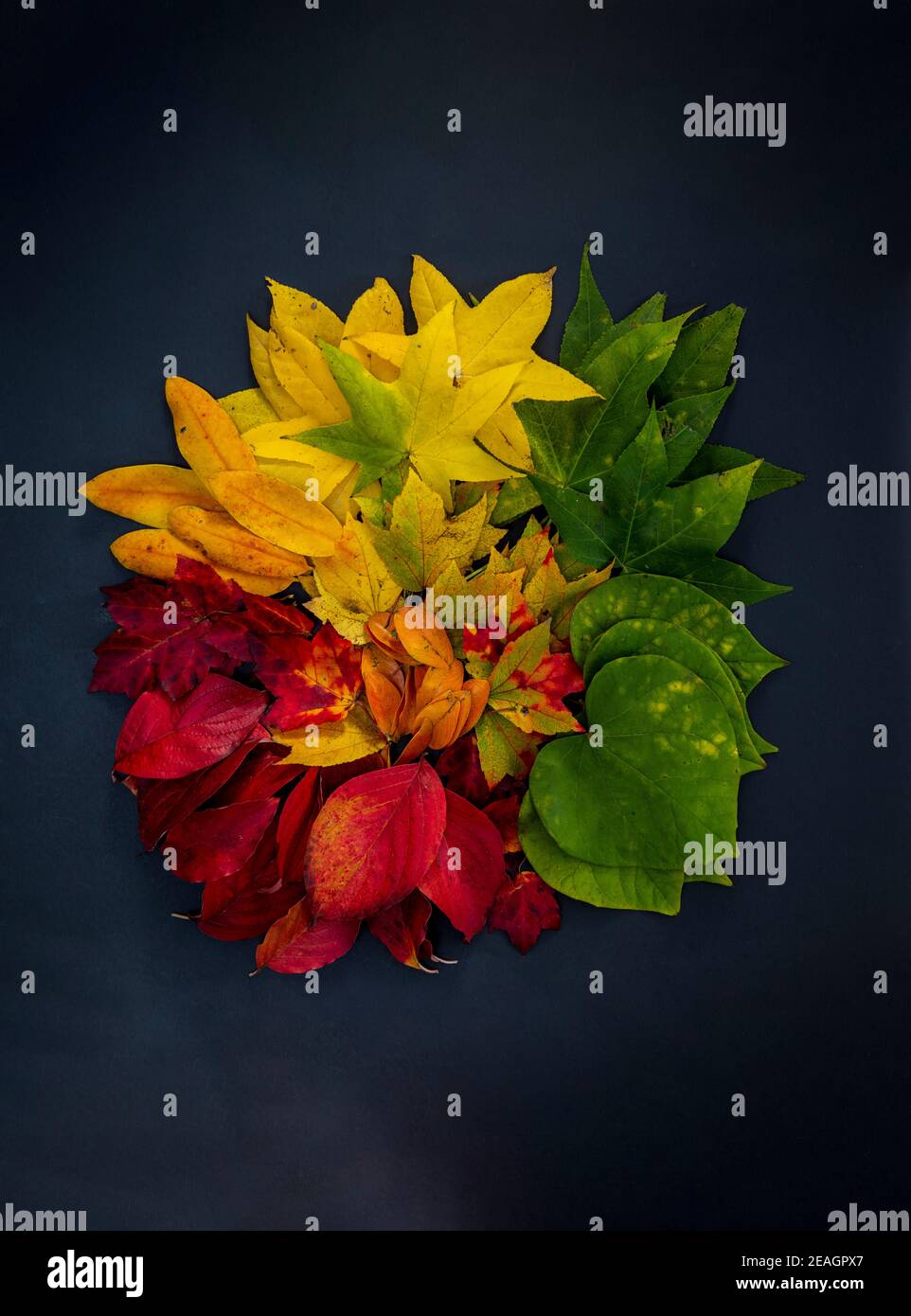 Autumn leaves in a range of colors including red, orange, yellow, green, and brown arranged in one pile on a black  background. Stock Photo