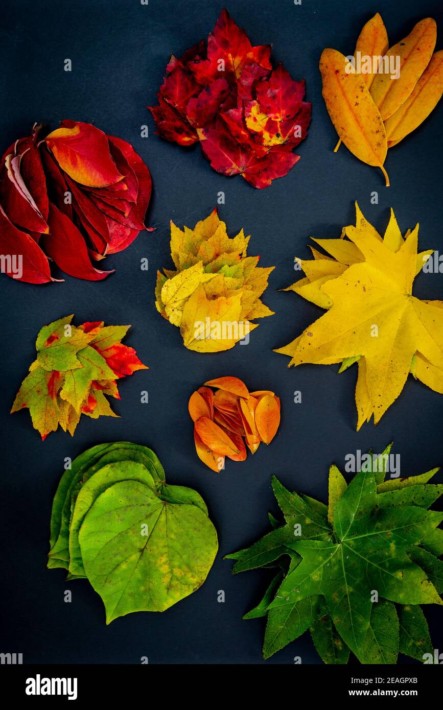 Autumn leaves in a range of colors including red, orange, yellow, green, and brown arranged in piles by color on a black  background. Stock Photo
