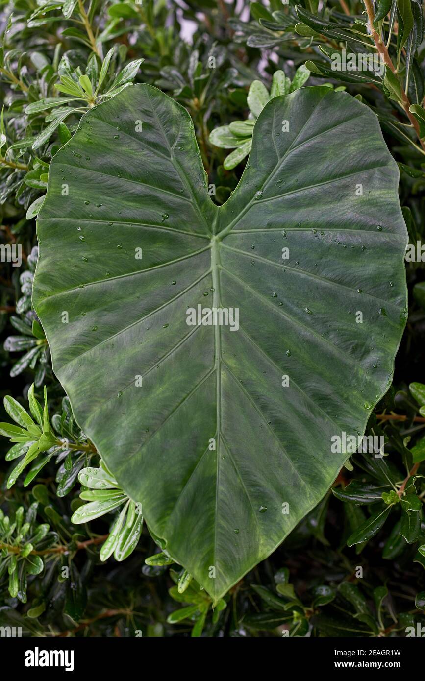 Heart of palm hires stock photography and images Alamy