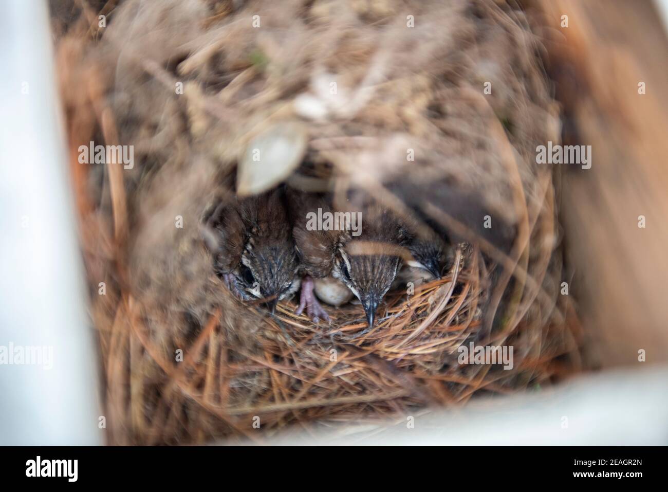Carolina Wren (Thryothorus Ludovicianus) Baby Chicks in Bird Nest. Series of consecutive days showing growth, frame 10 of 12. Stock Photo