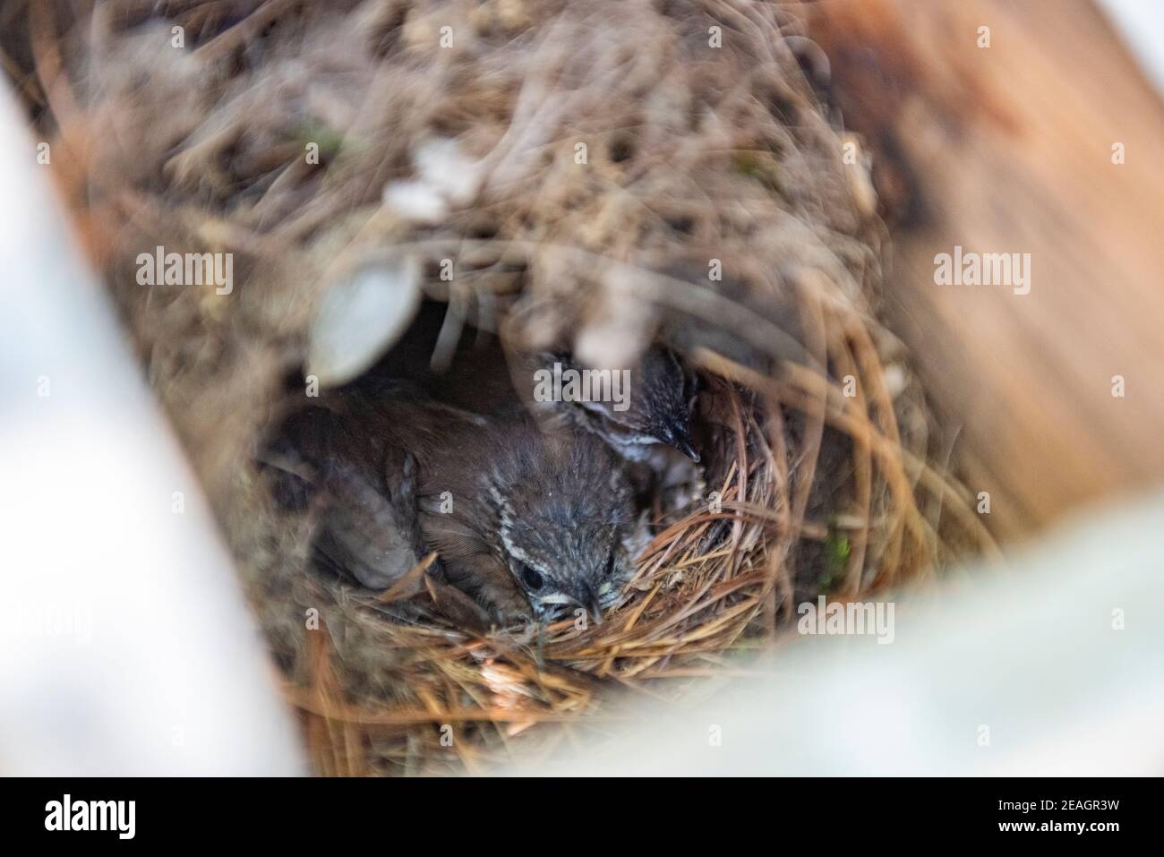 Carolina Wren (Thryothorus Ludovicianus) Baby Chicks in Bird Nest. Series of consecutive days showing growth, frame 12 of 12 Stock Photo