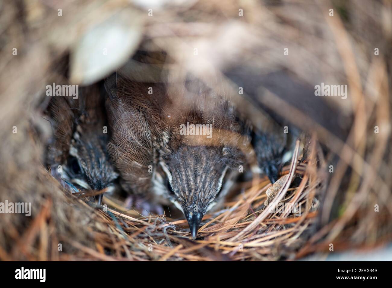 Carolina Wren (Thryothorus Ludovicianus) Baby Chicks in Bird Nest. Series of consecutive days showing growth, frame 11 of 12. Stock Photo