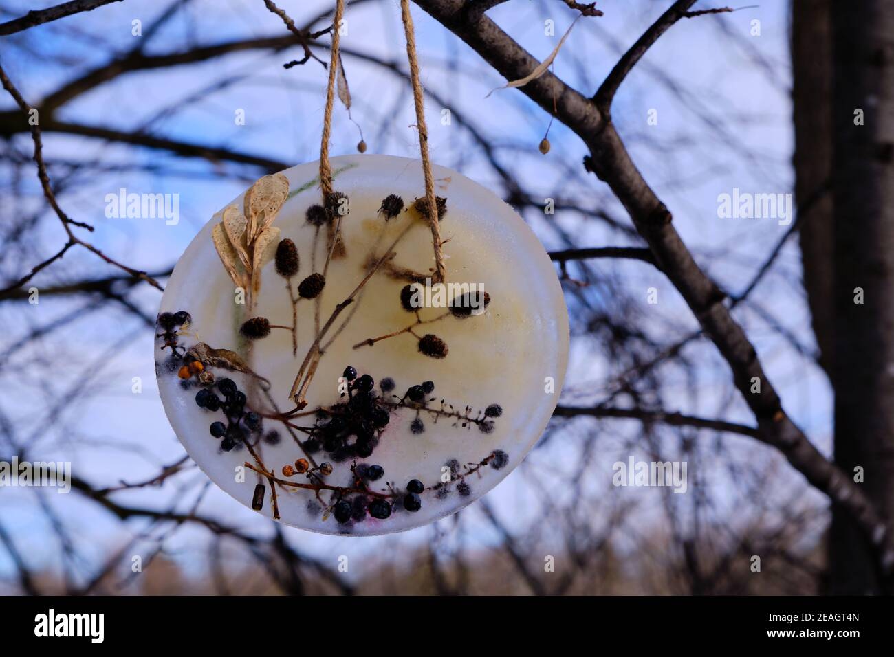 Icy art display of tableau of dried twigs and fruit frozen in ice hanging in trees in Ottawa Park Stock Photo