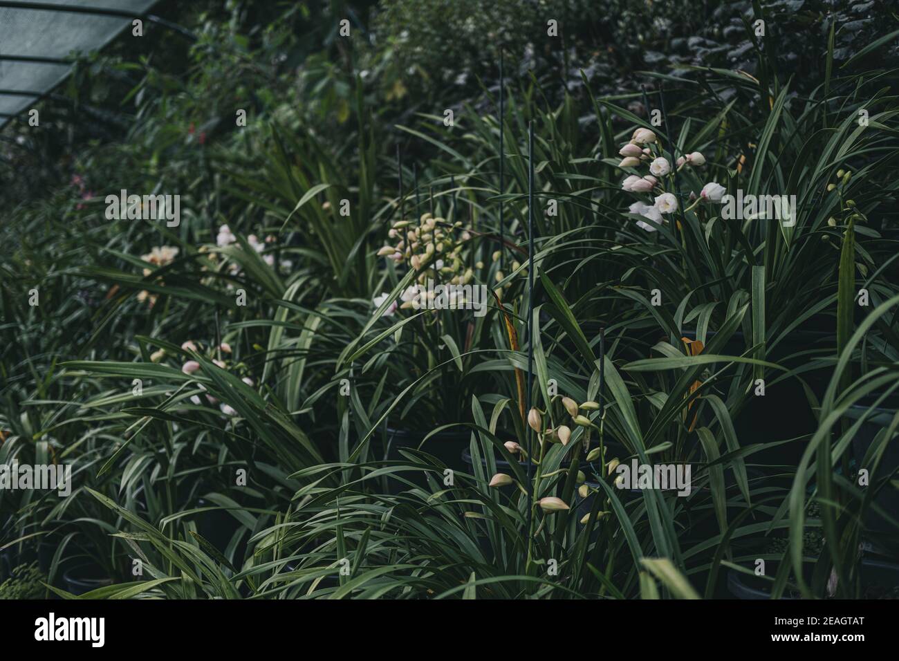 Orchid in a botanical garden. Macro photo of white orchid, Stock Photo