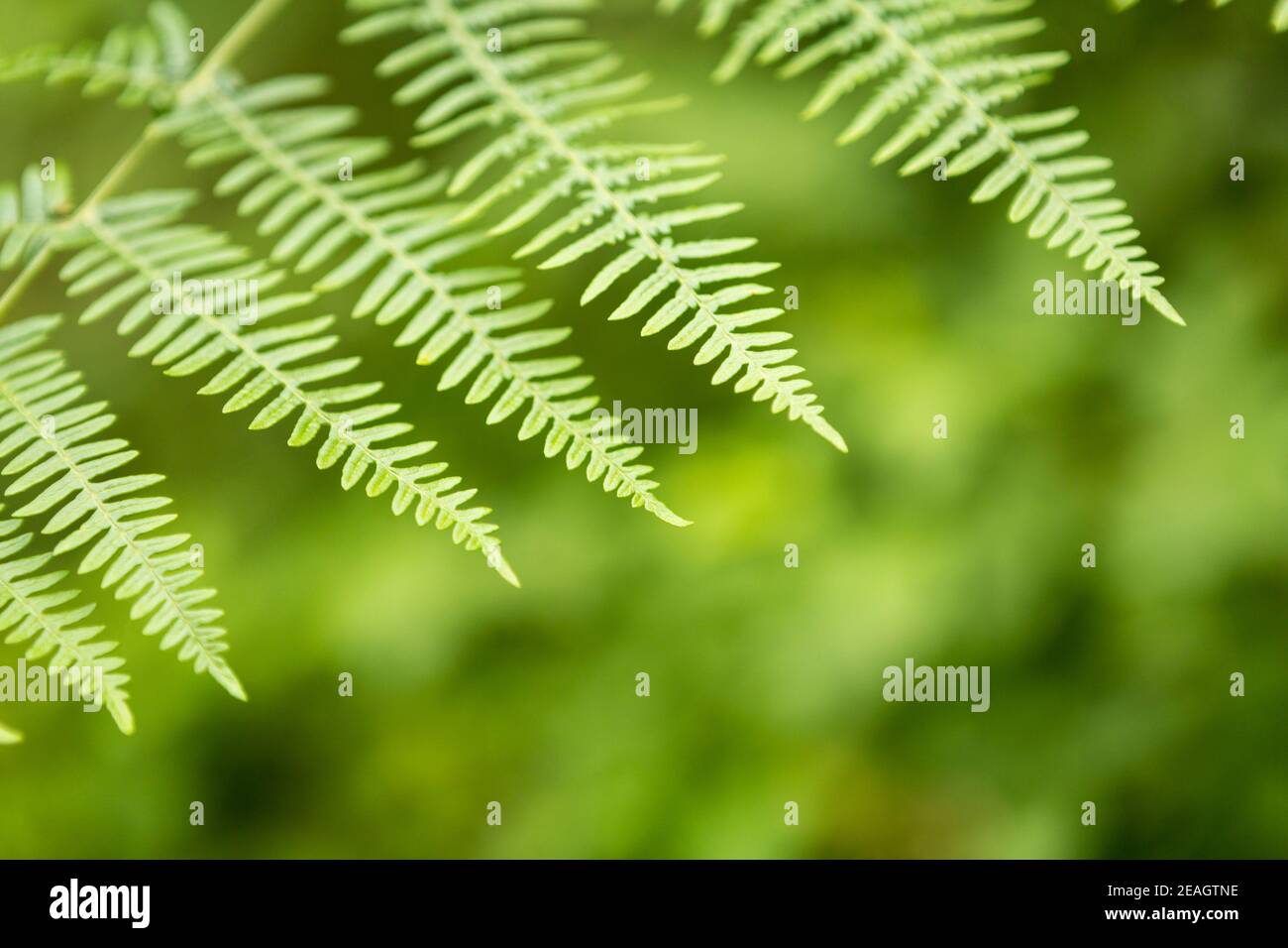 Fern leaf close up with blurred green background - wellbeing, nature, sustainability concept Stock Photo