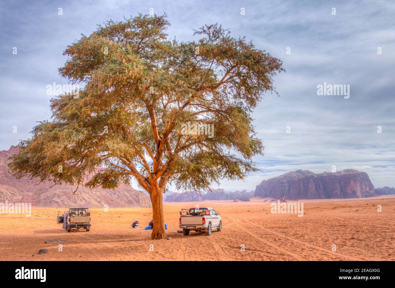 A lonely tree near the Lawrence spring at Wadi Rum, Jordan Stock Photo
