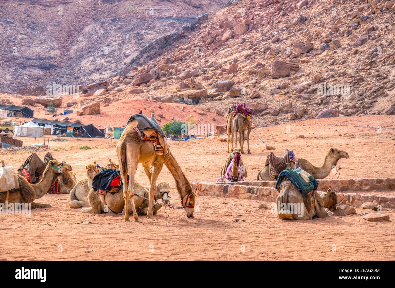 A group of camels resting near Lawrence spring at Wadi Rum, Jordan Stock Photo