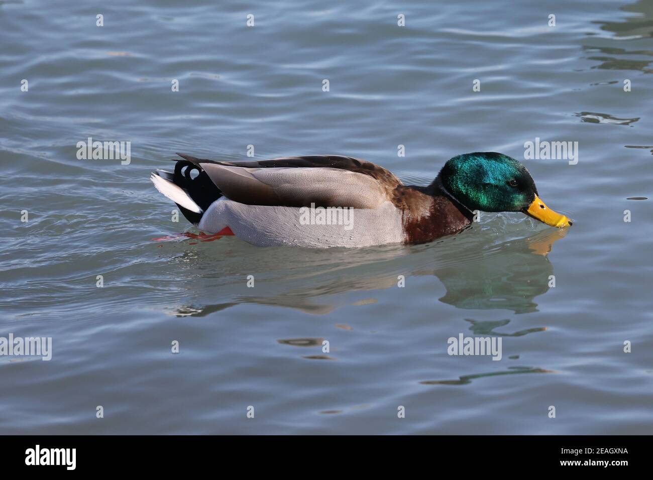 Mallard ducks at the lake in winter Stock Photo