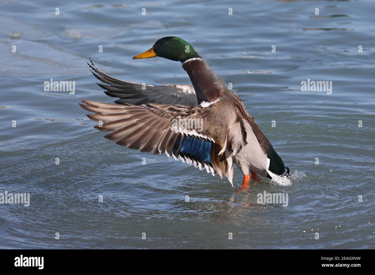 Mallard ducks at the lake in winter Stock Photo