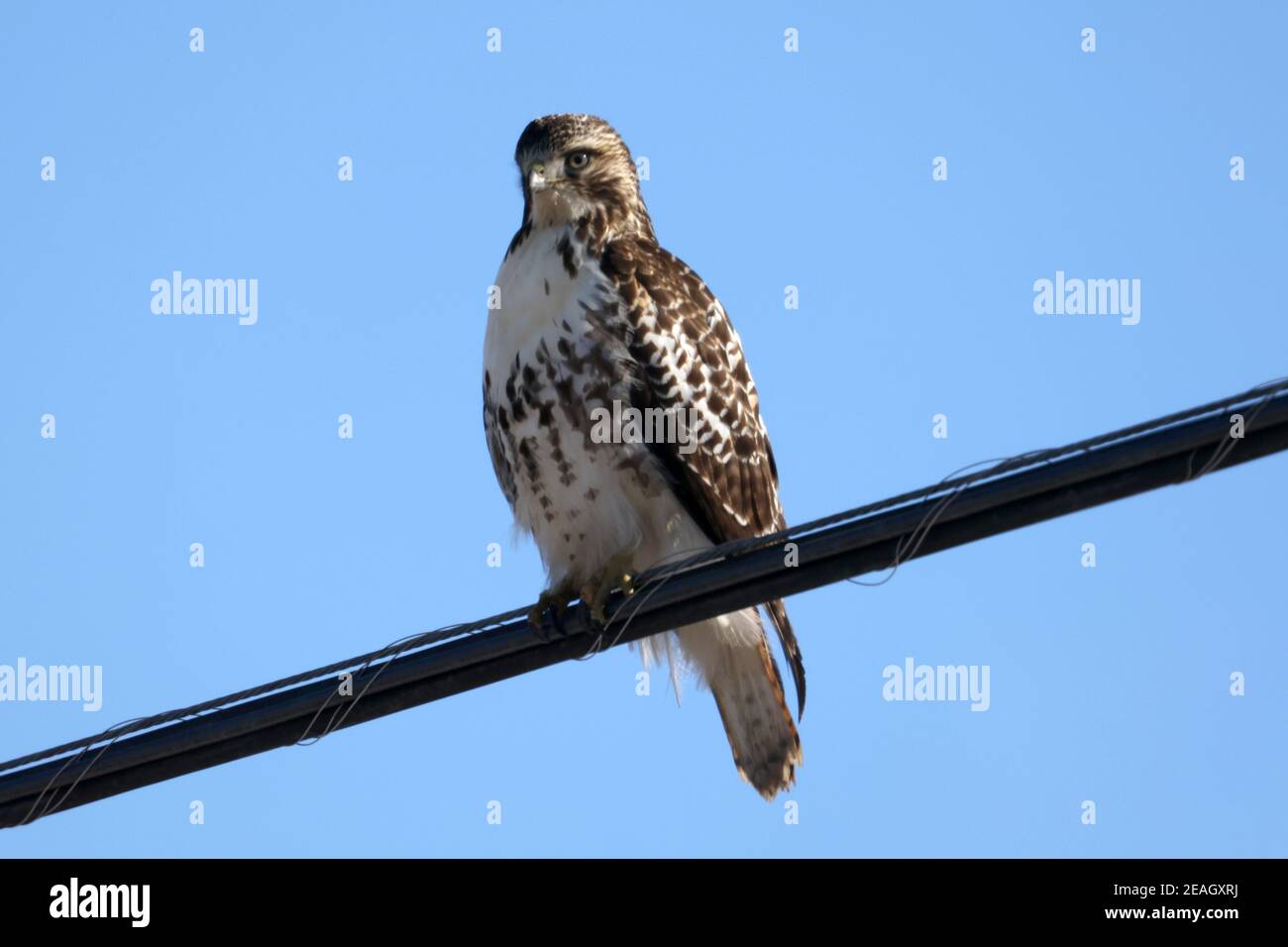 Red Tailed hawks on winter afternoon Stock Photo - Alamy