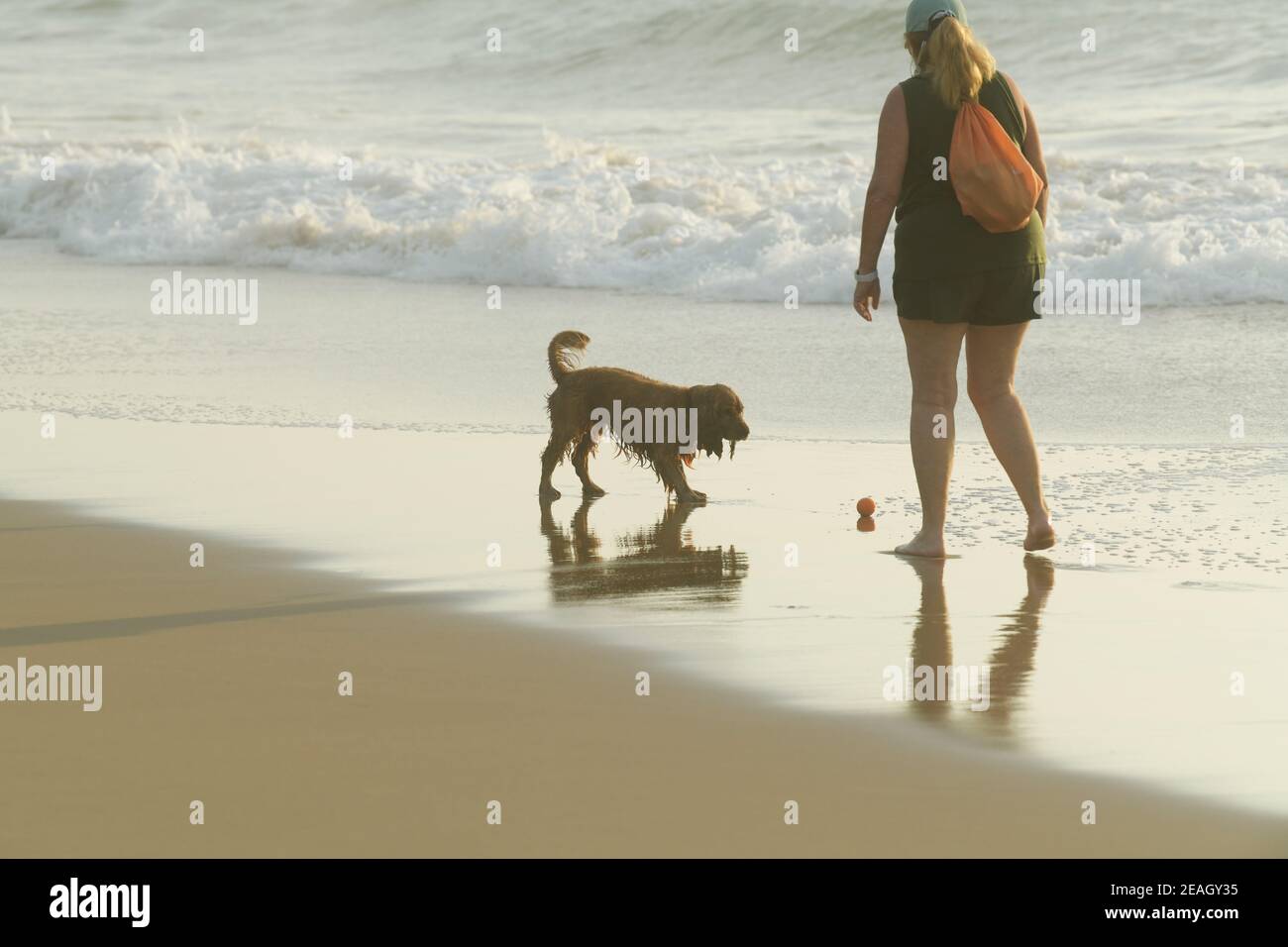 Cocker Spaniel Playing Dog play, Cocker Spaniel playing ball with adult woman on beach, Durban ...