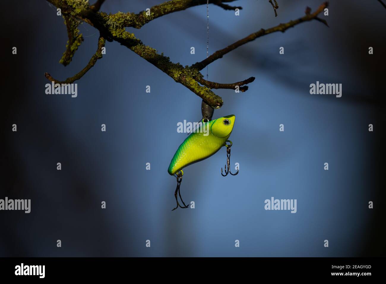 Fishing lure caught in trees Stock Photo Alamy