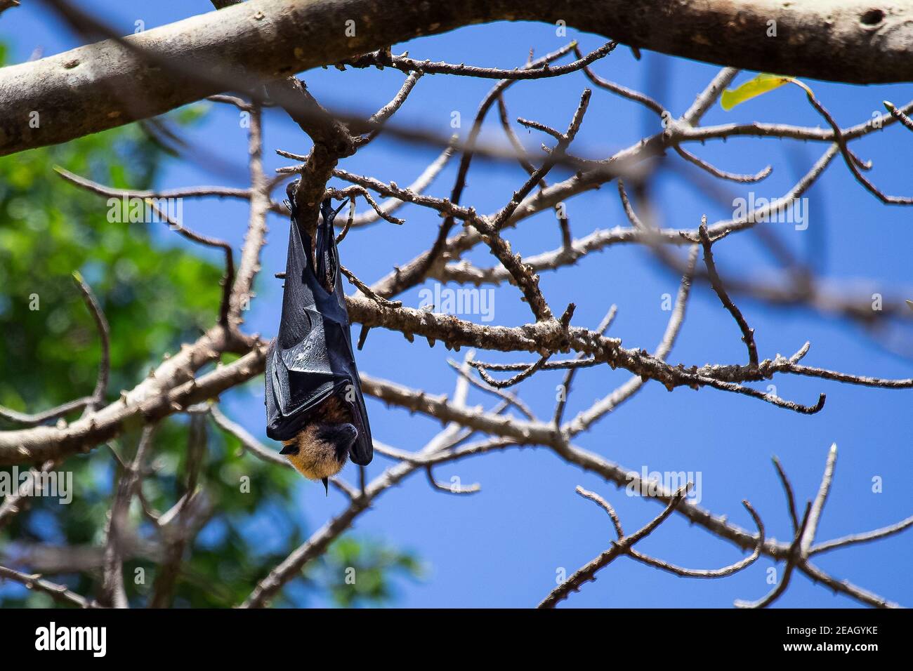 Fruit bat in Tanzania Stock Photo Alamy