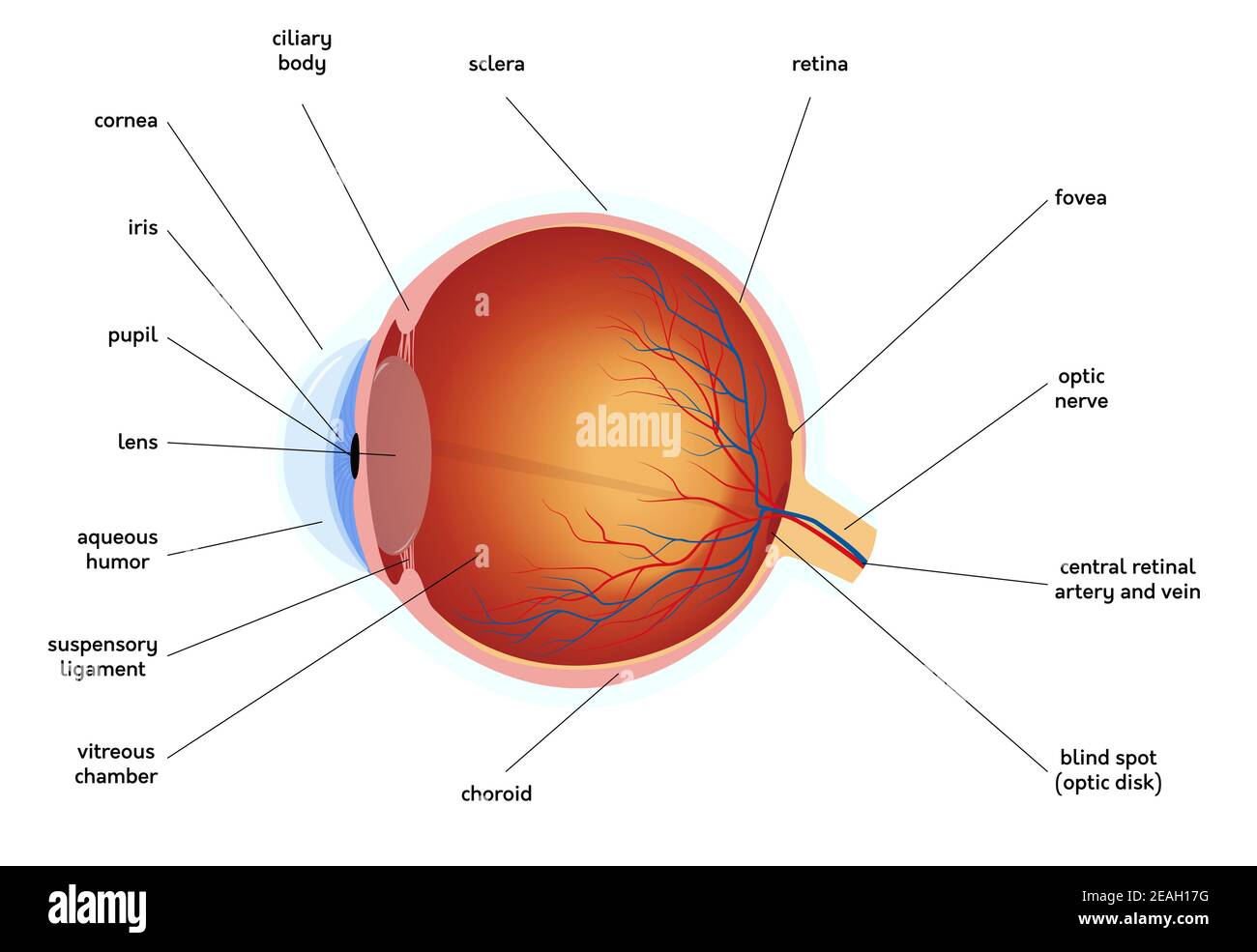 Human eye anatomy diagram, medical educational cross section illustration. Isolated on a white background. Stock Vector