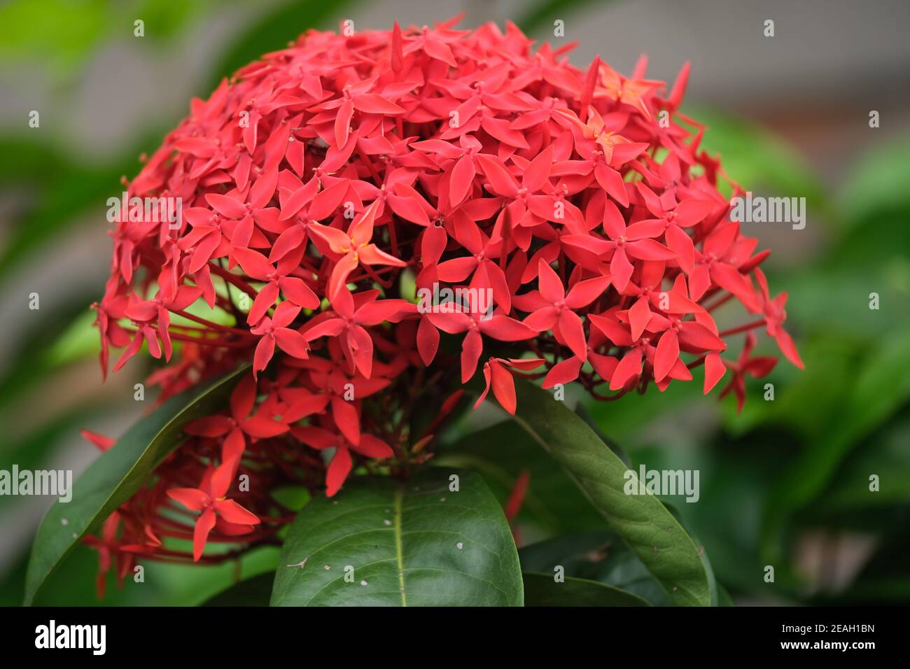 Indonesia Bali   Ubud Red Ixora flowering plant   West Indian ...