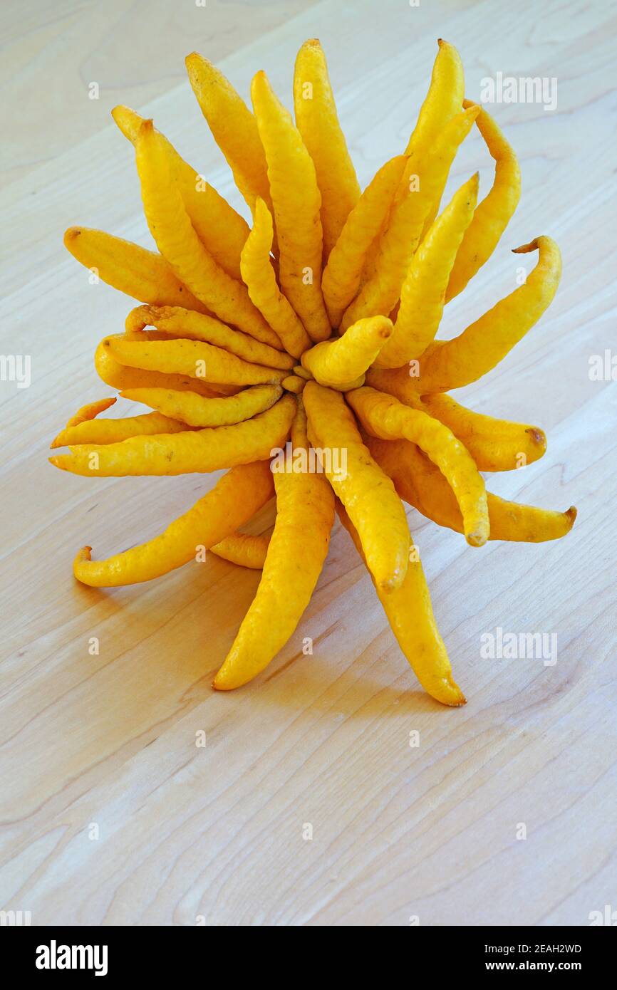 A fresh yellow Buddha’s Hand (Citrus medica var. sarcodactylis) or Fingered citron Stock Photo