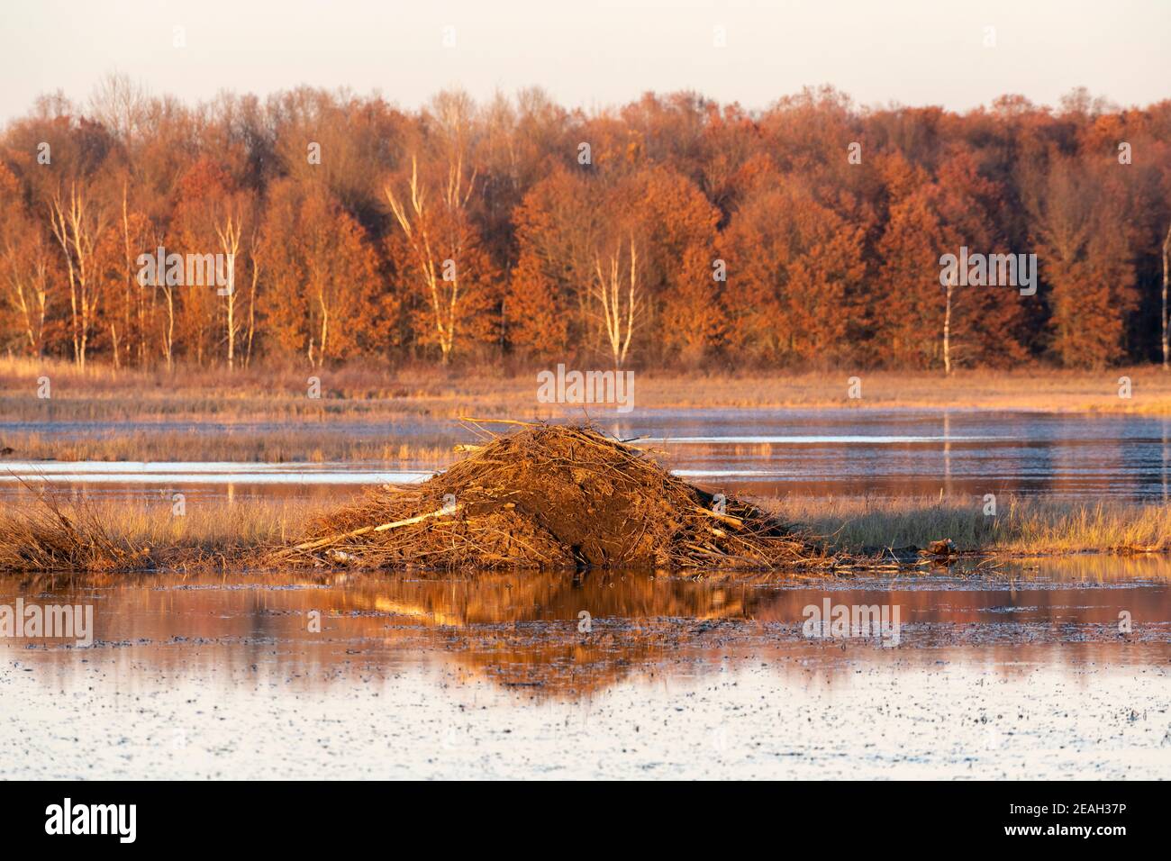 Beaver Lodge on pond, late Autumn, E USA, by Dominique Braud/Dembinsky Photo Assoc Stock Photo