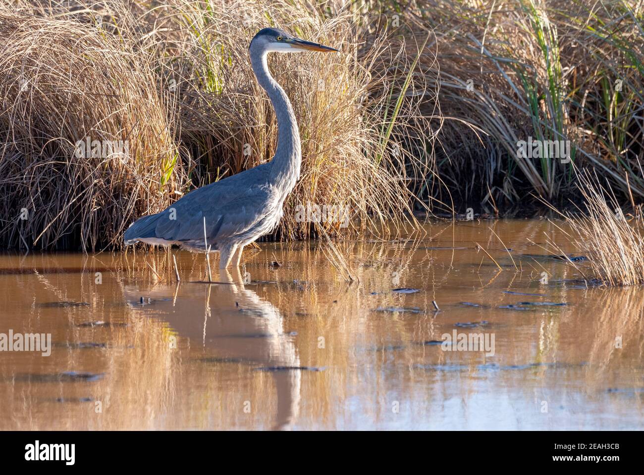 Great blue heron (Ardea herodias) stalking around edge of pond, late Autumn, E USA, by Dominique Braud/Dembinsky Photo Assoc Stock Photo