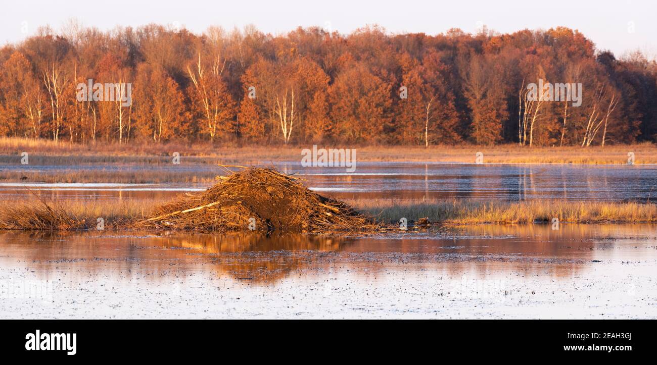 Beaver Lodge on pond, late Autumn, E USA, by Dominique Braud/Dembinsky Photo Assoc Stock Photo