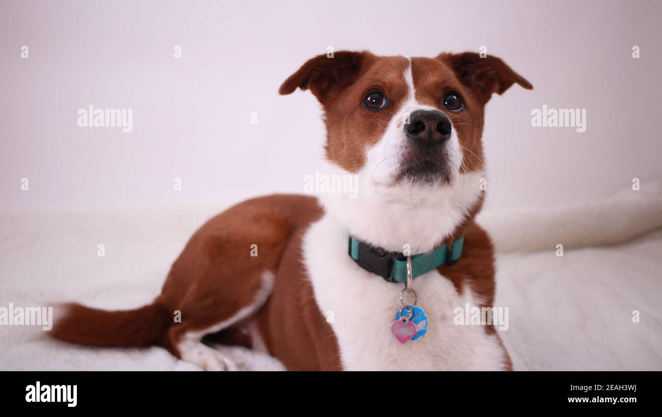 Border collie hotsell fox terrier