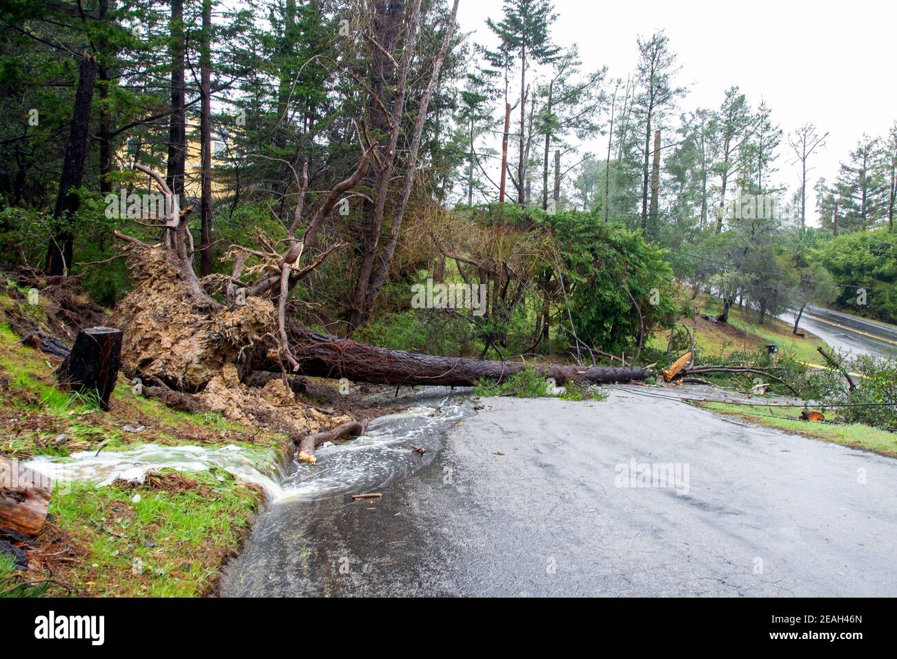 Large Uprooted Tree Laying across road Stock Photo