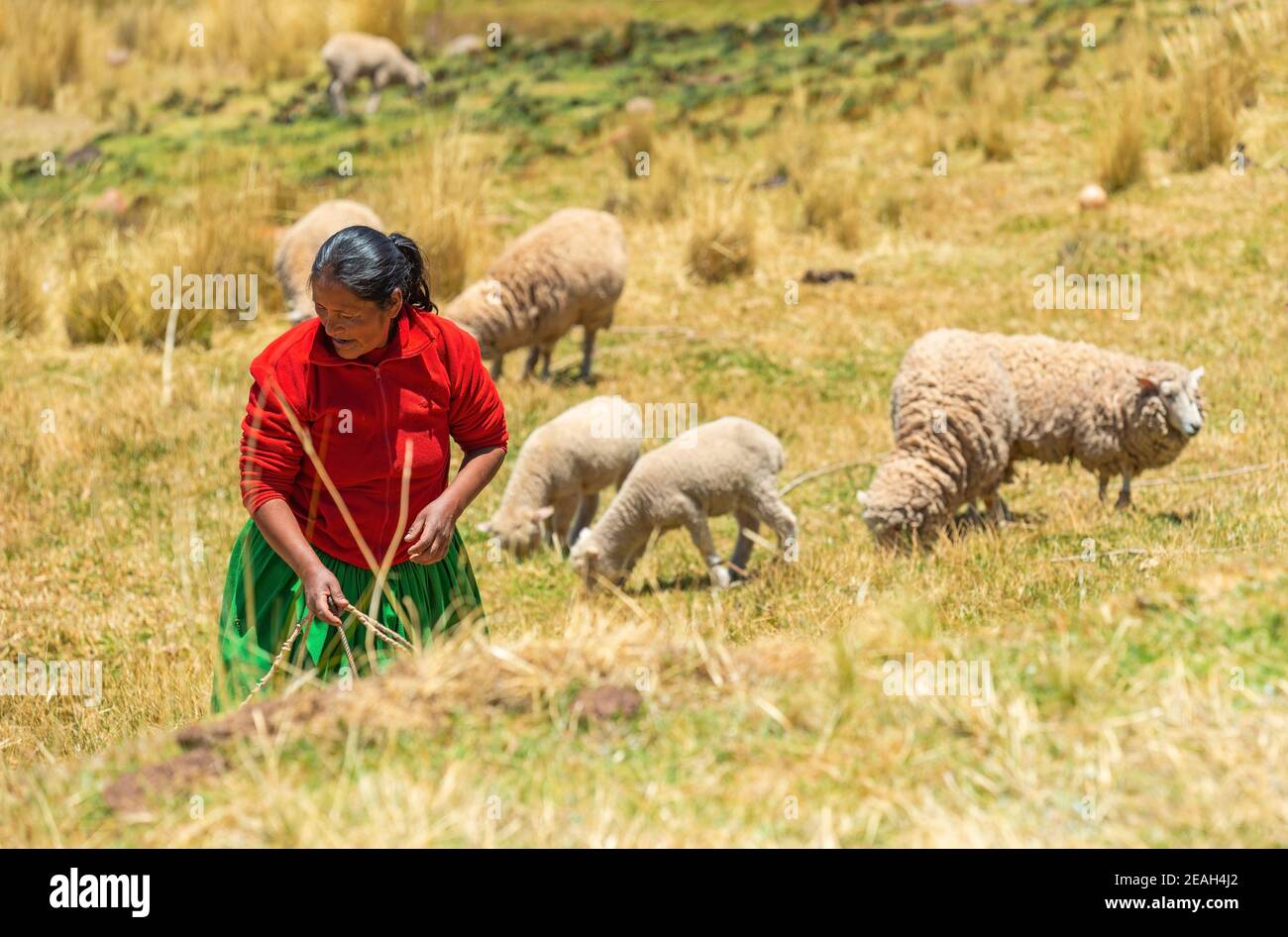 Indigenous Peruvian Quechua woman with a herd of sheep on her agriculture field in the Sacred Valley of the Inca, Cusco, Peru. Stock Photo