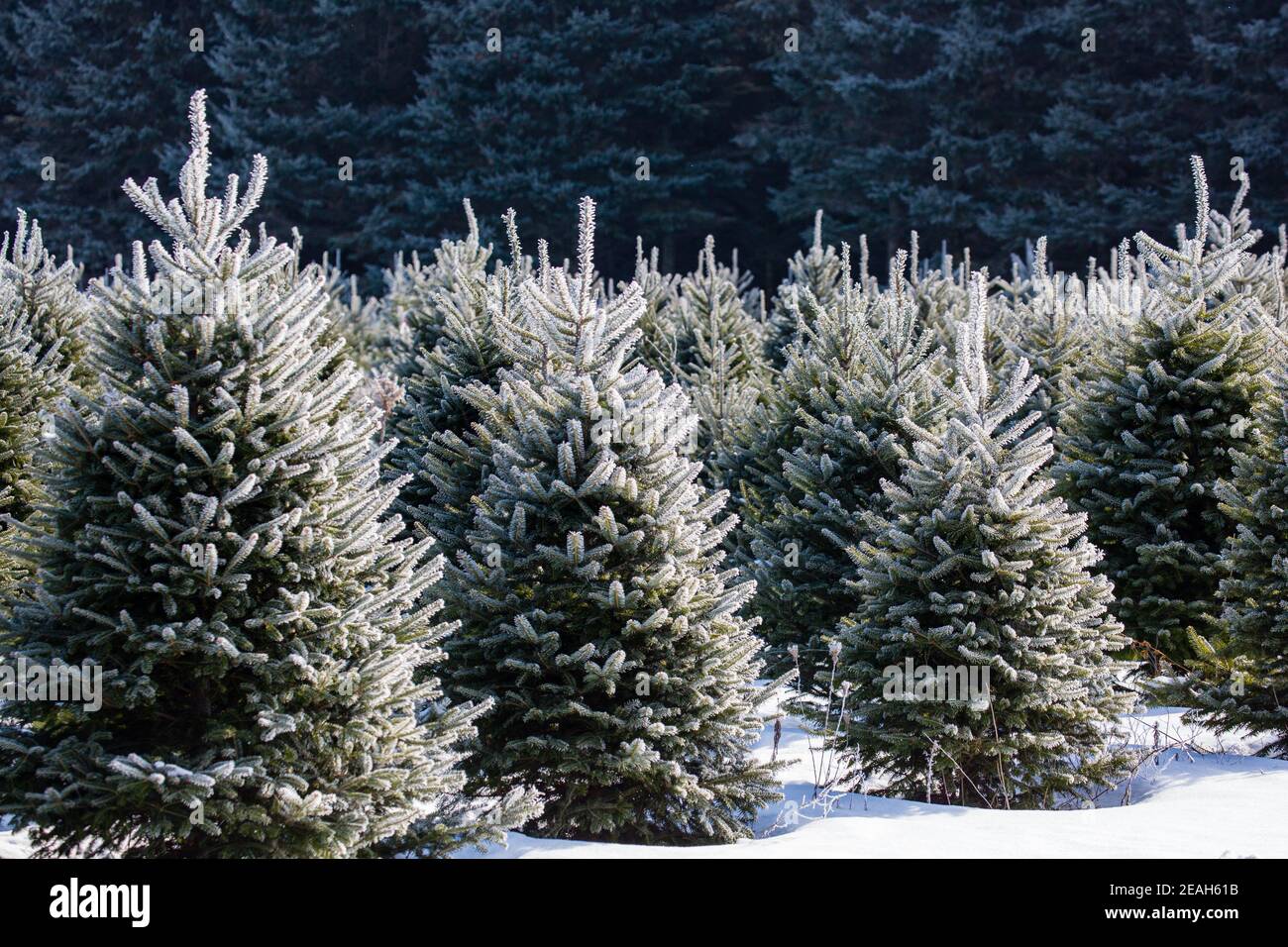 Central Wisconsin Christmas trees ready for harvest, horizontal Stock