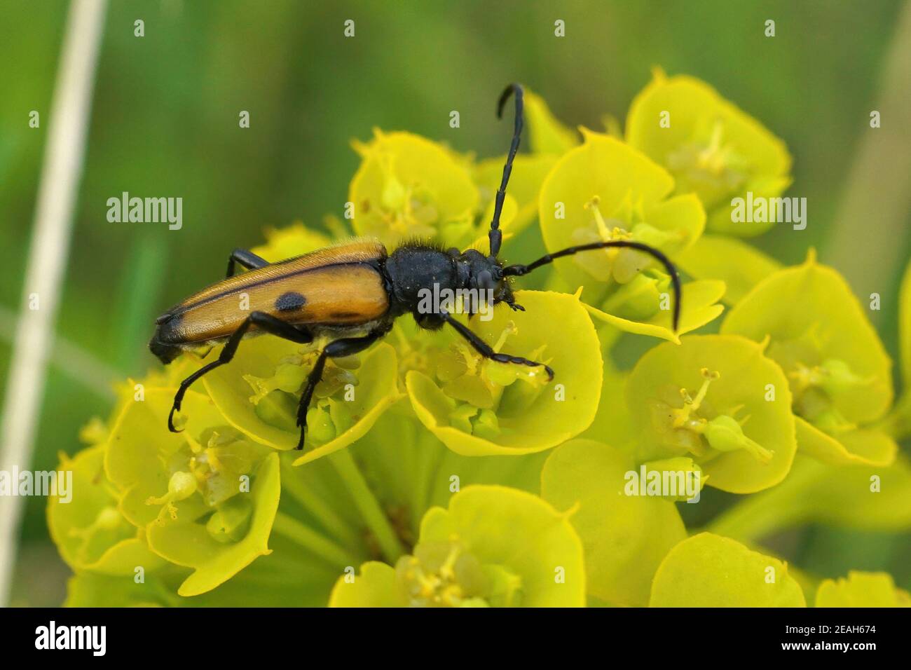 A brown longhorn beetle from Sofia , Bulgaria , Vadonia bisignata Stock Photo