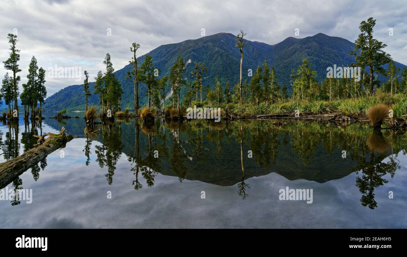 Kahikatea New Zealand white pine trees growing out of Lake Brunner and reflected in the water on a still cloudy day. Stock Photo