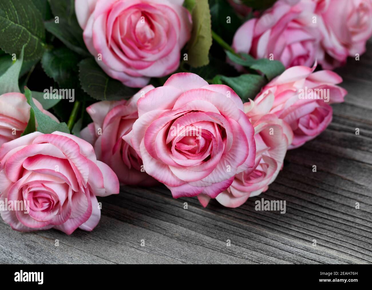 Close up of a lovely pink roses amongst other roses on aged wood Stock Photo