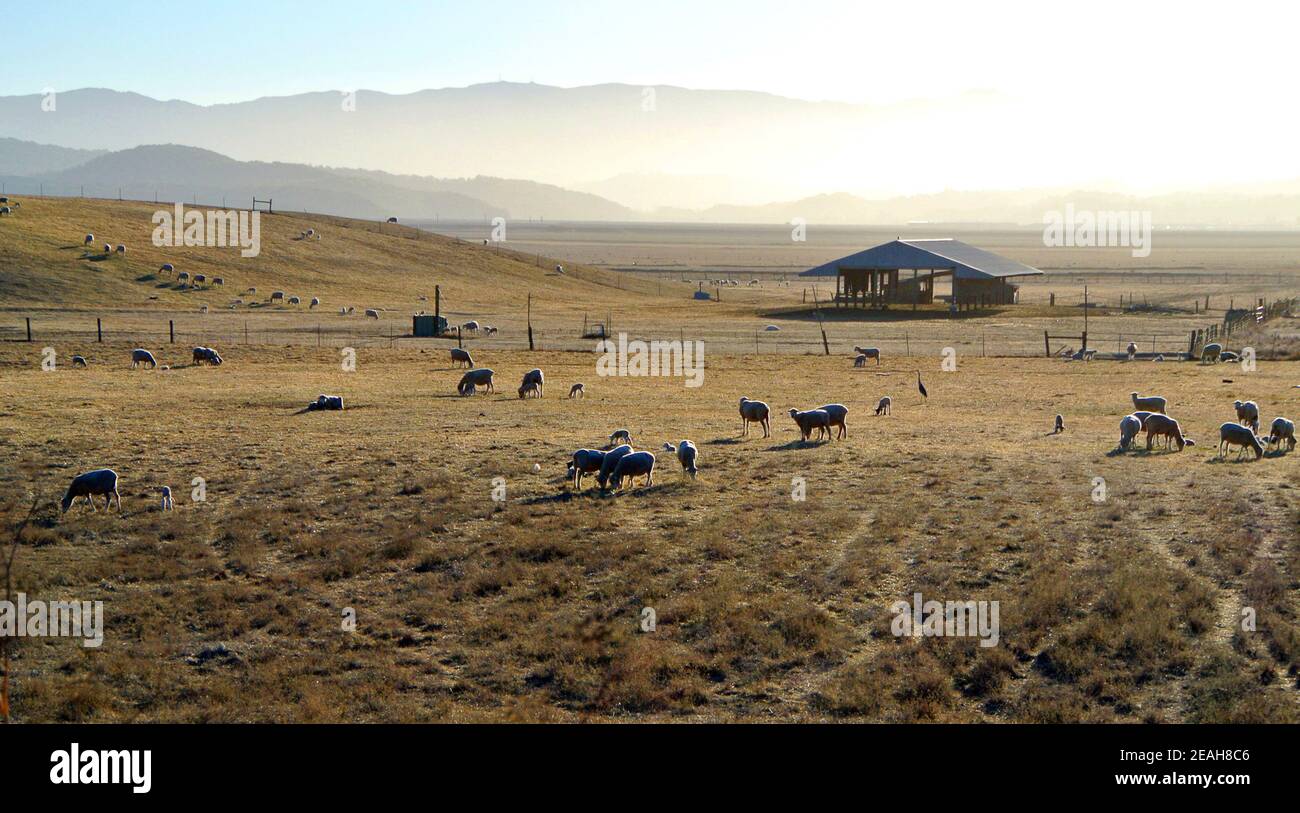 scenic landscape Sonoma county view of cattle ranch in california usa Stock Photo