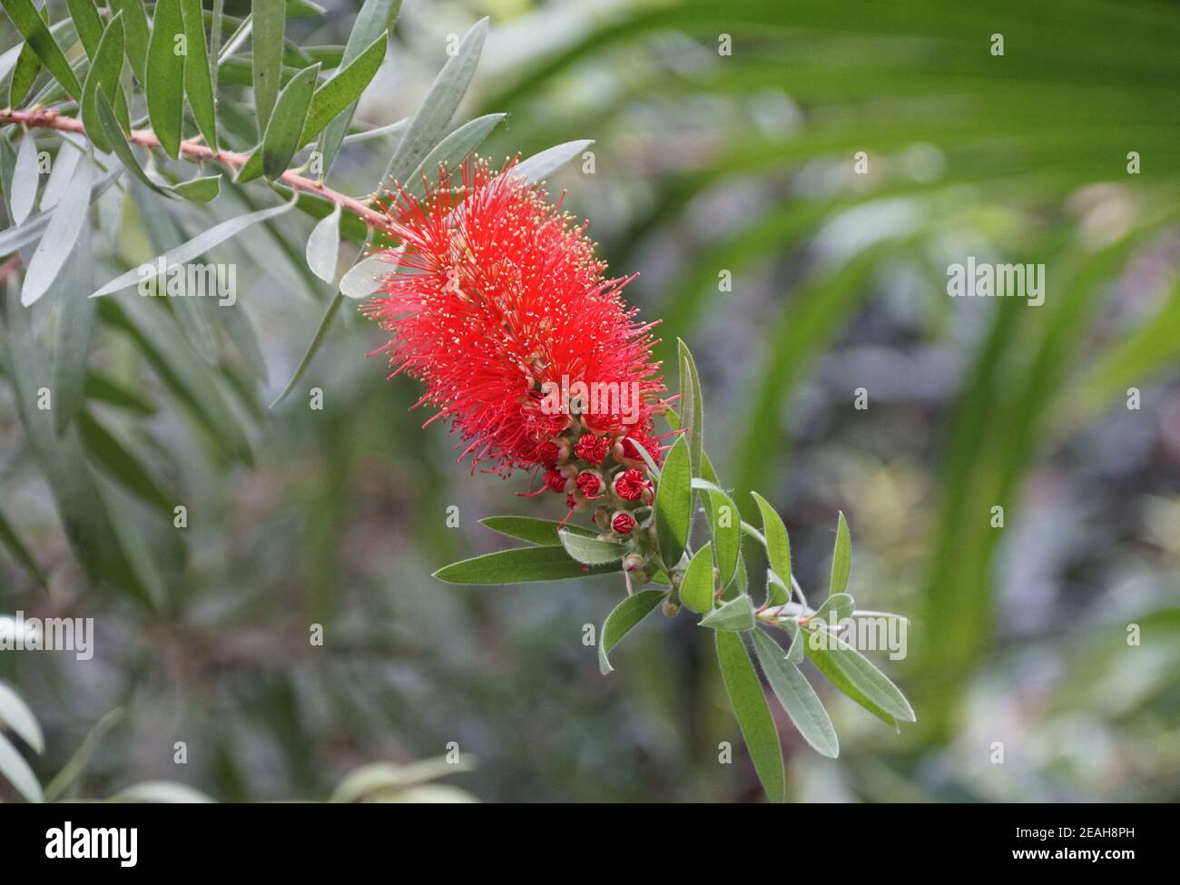 Beautiful fluffy red cluster of Bottlebrush Callistemon flower Stock