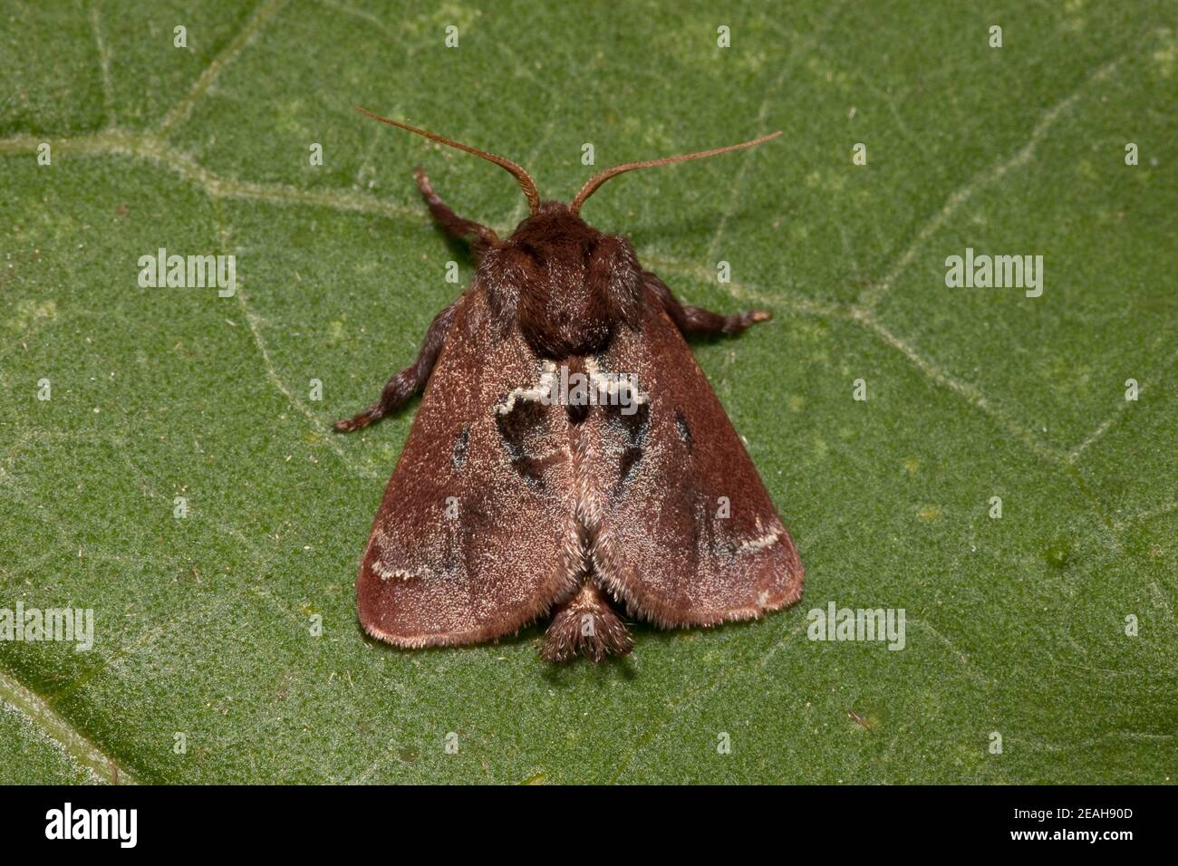 Slug Moth, Euclea obliqua, Limacodidae. Forewing Length 12 mm. Stock Photo