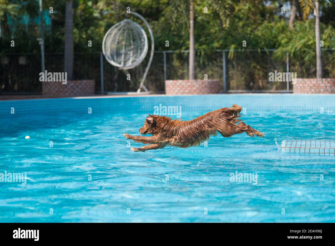 Golden Retriever playing in the swimming pool Stock Photo - Alamy