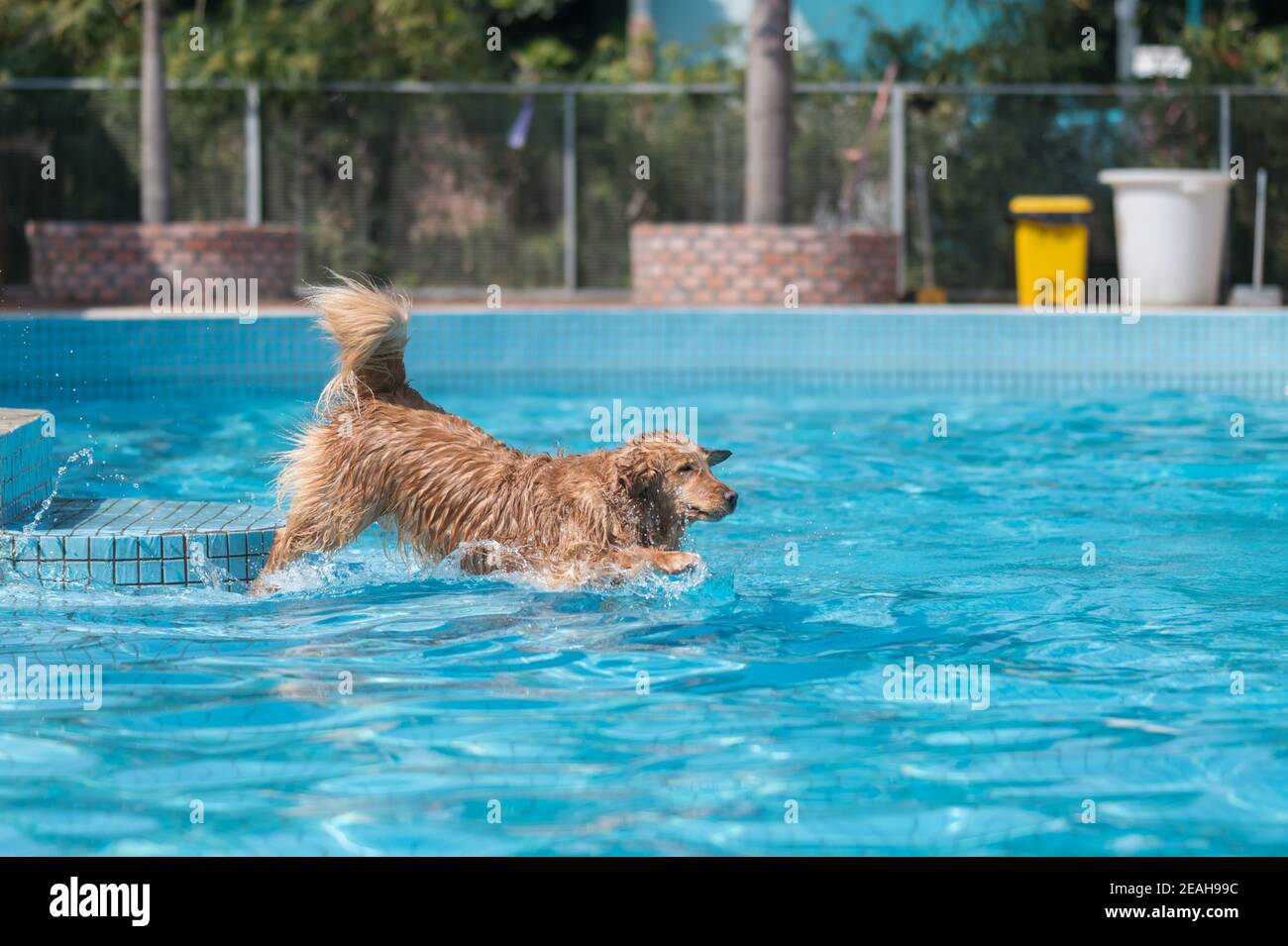 Golden Retriever playing in the swimming pool Stock Photo - Alamy