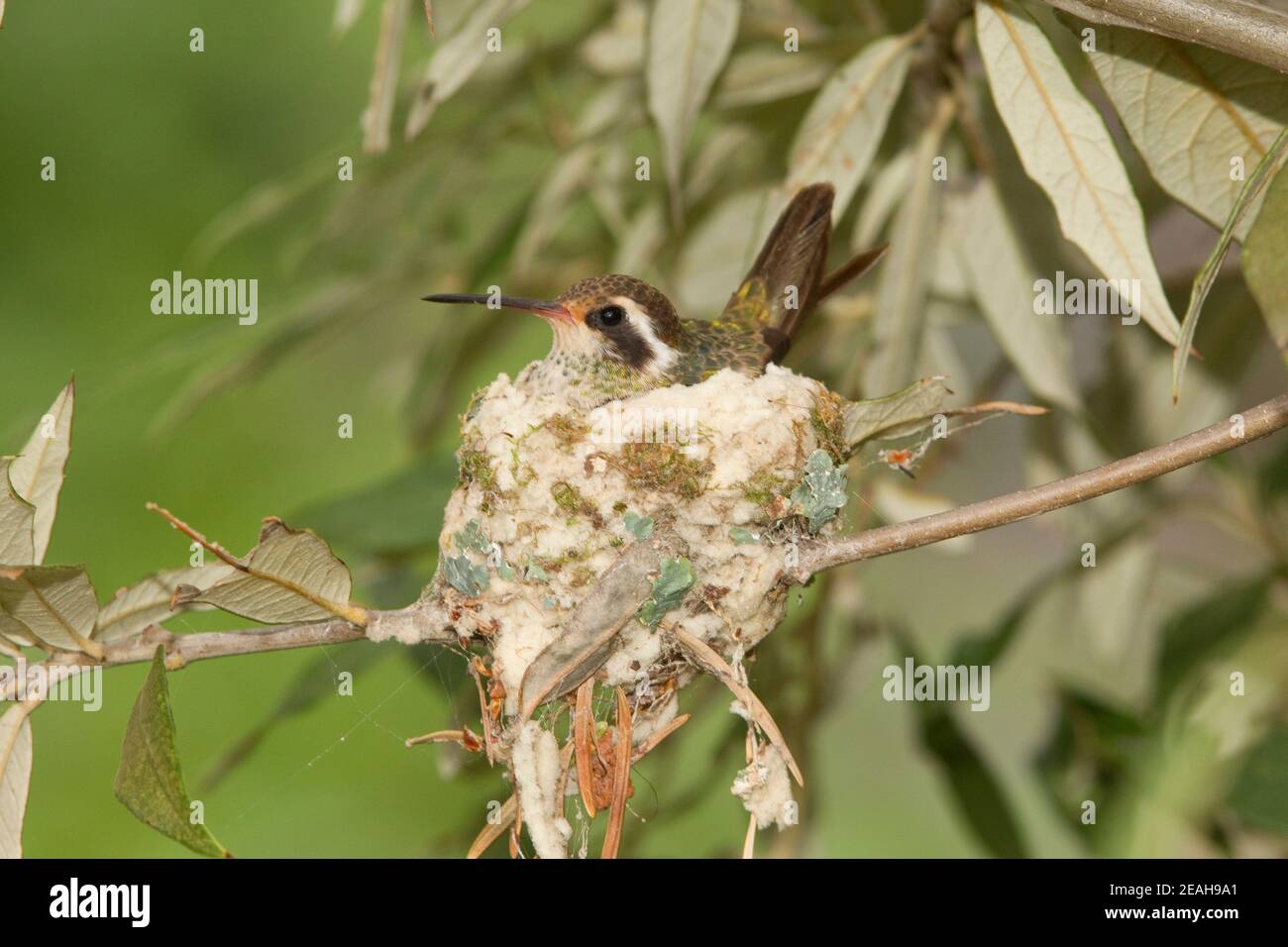White-eared Hummingbird female on nest, Hylocharis leucotis, in Silverleaf Oak. Nest 32" above ground. Stock Photo
