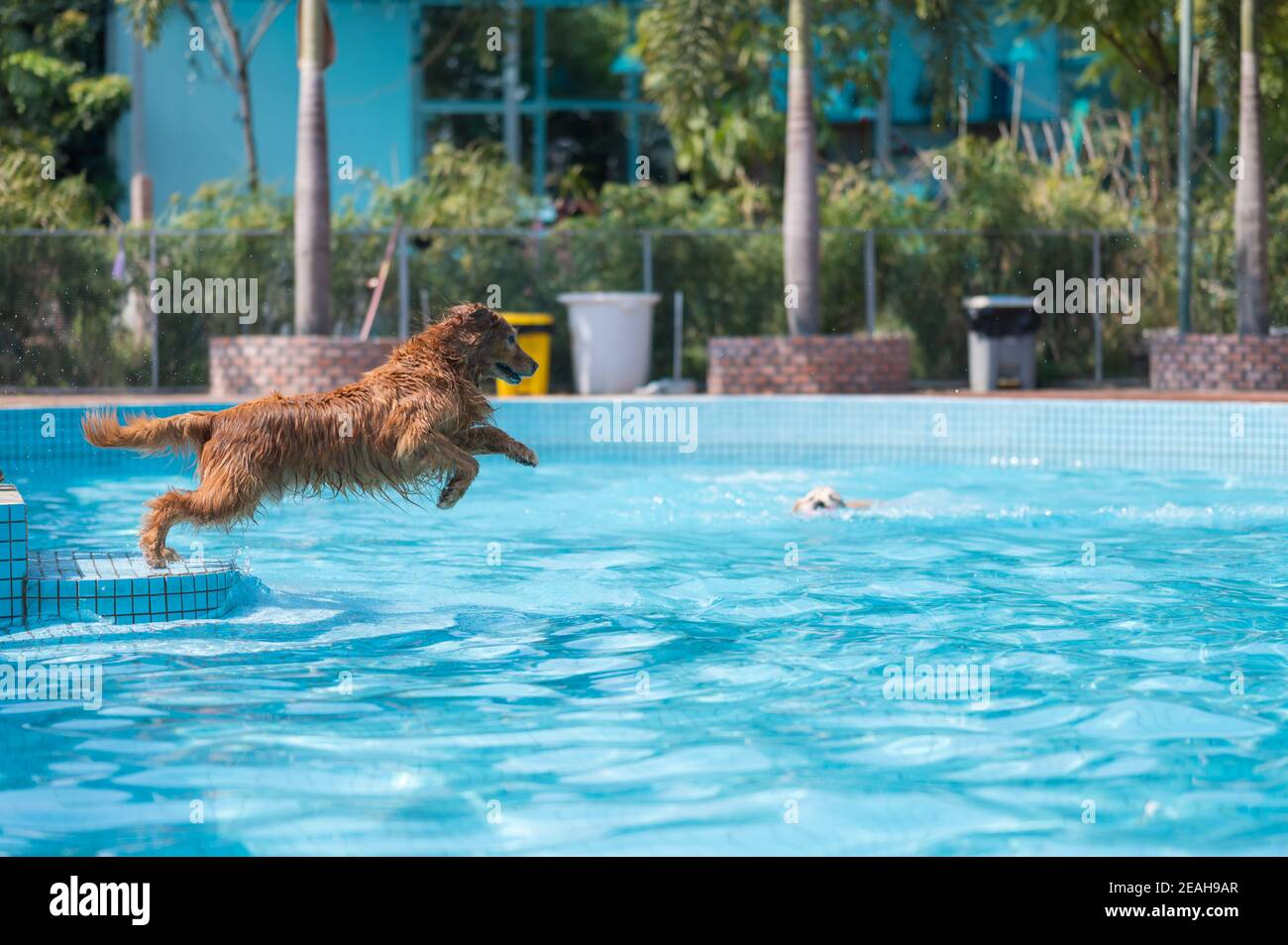 Golden Retriever playing in the swimming pool Stock Photo - Alamy