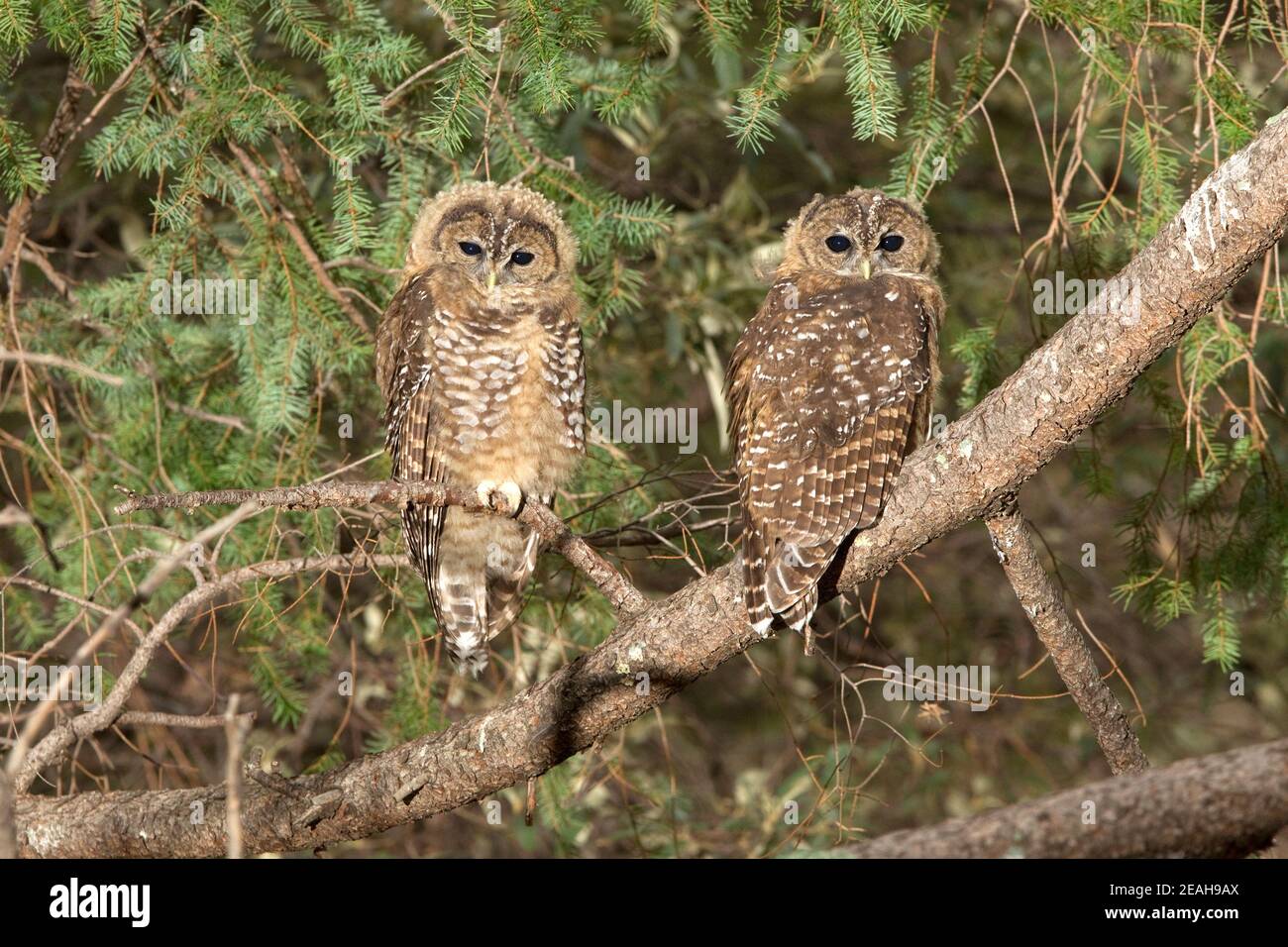 Mexican Spotted Owl fledglings, Strix occidentalis, perched in pine tree. Stock Photo