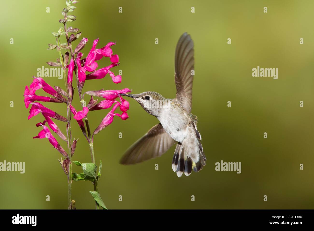 Anna's Hummingbird juvenile male, Calypte anna, feeding at Salvia lemmonii flower. Stock Photo