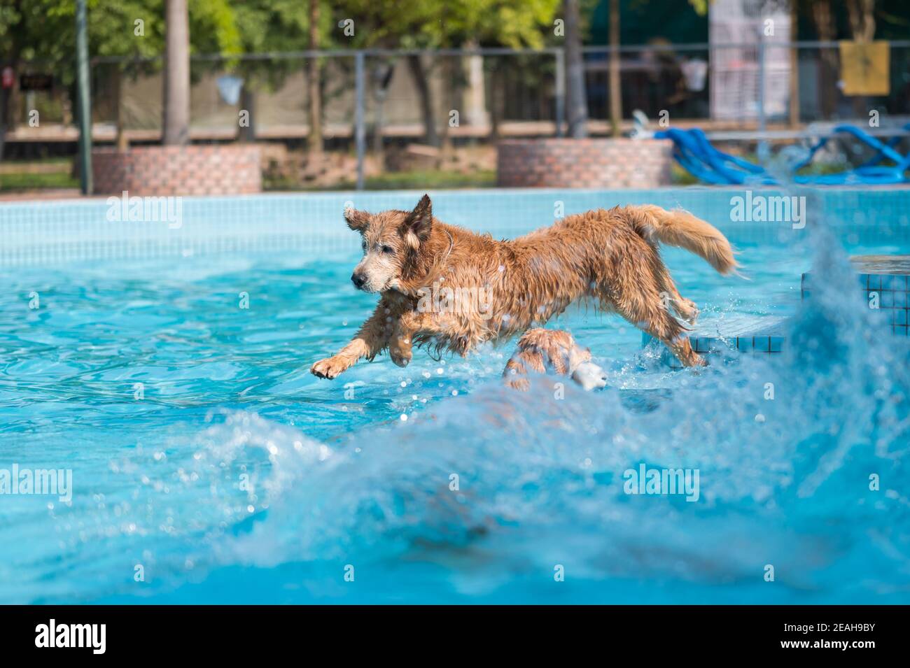 Golden Retriever playing in the swimming pool Stock Photo - Alamy