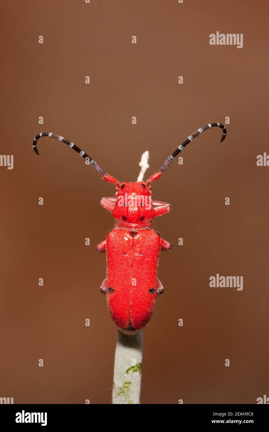 Milkweed longhorn beetle hi-res stock photography and images - Alamy