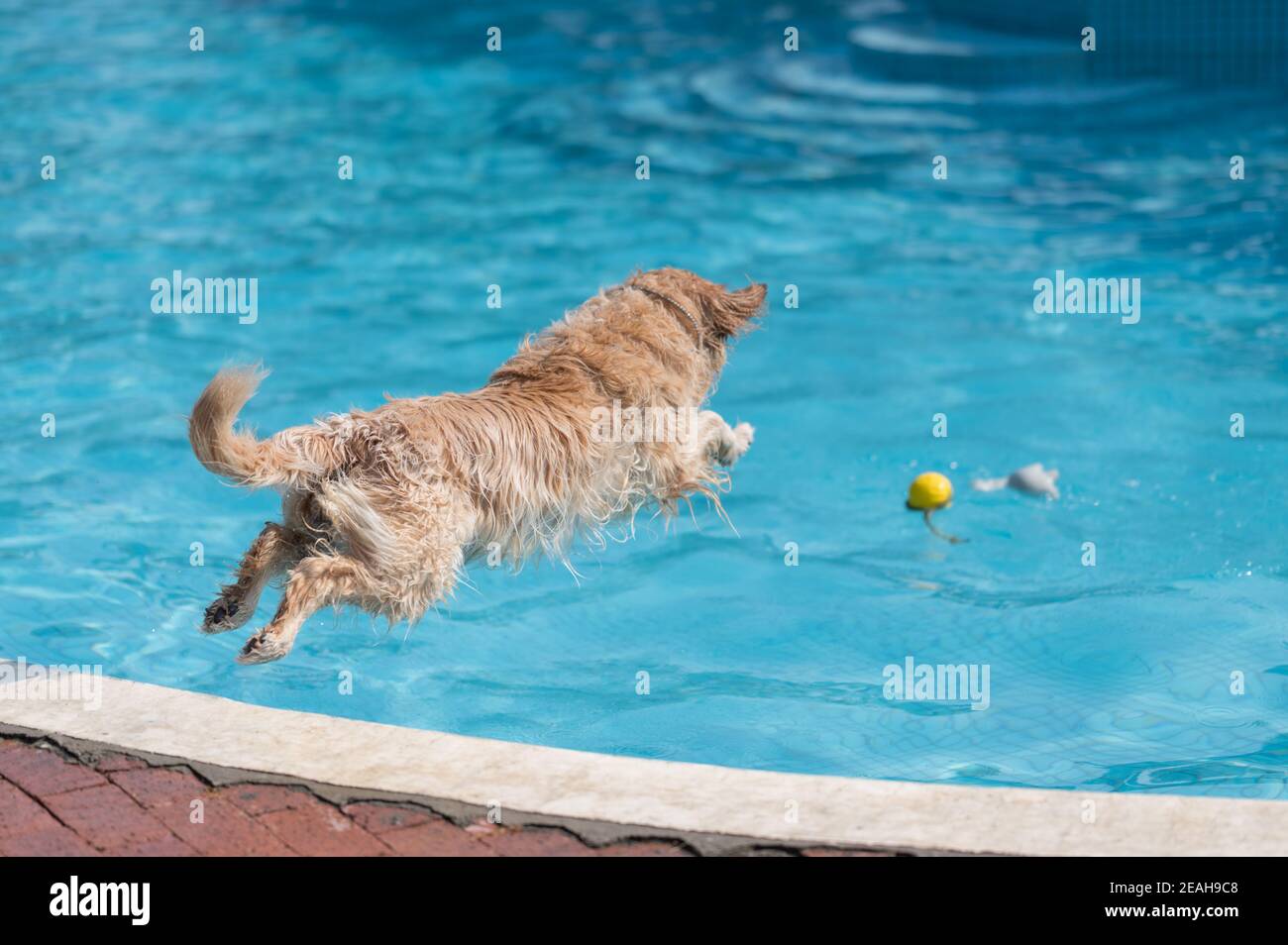 Golden Retriever playing in the swimming pool Stock Photo - Alamy