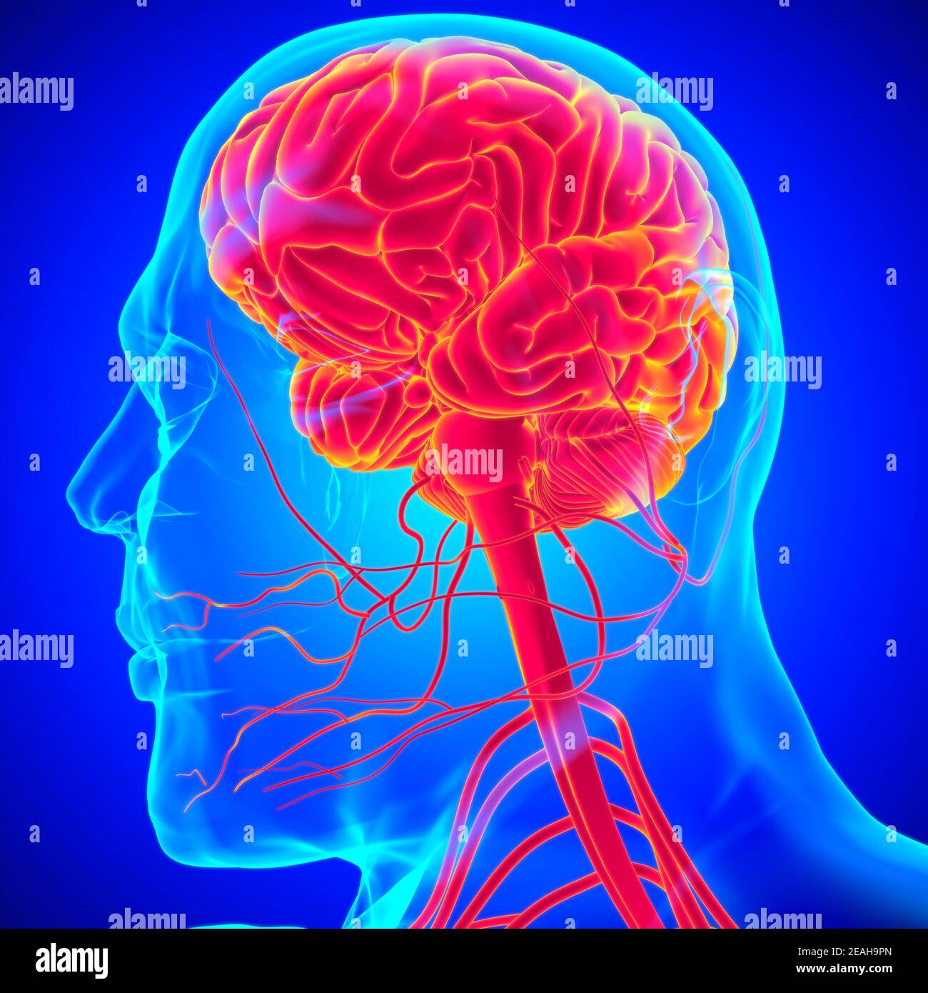 Human Brain Anatomy For Medical Concept 3D Illustration Stock Photo - Alamy