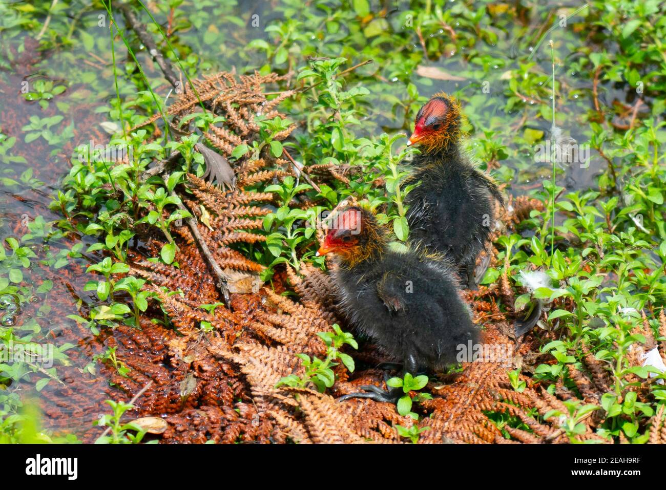 Australian coot chicks in water with their bright coloured head are members of rail family of water birds sitting on green aquatic plants and dead fer Stock Photo