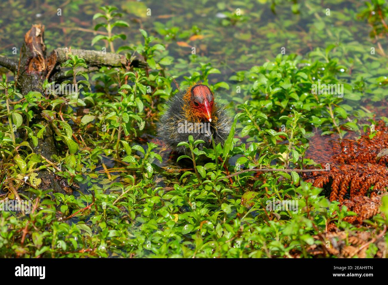 Australian coot chicks in water with their bright coloured head  are members of rail family of water birds. Stock Photo